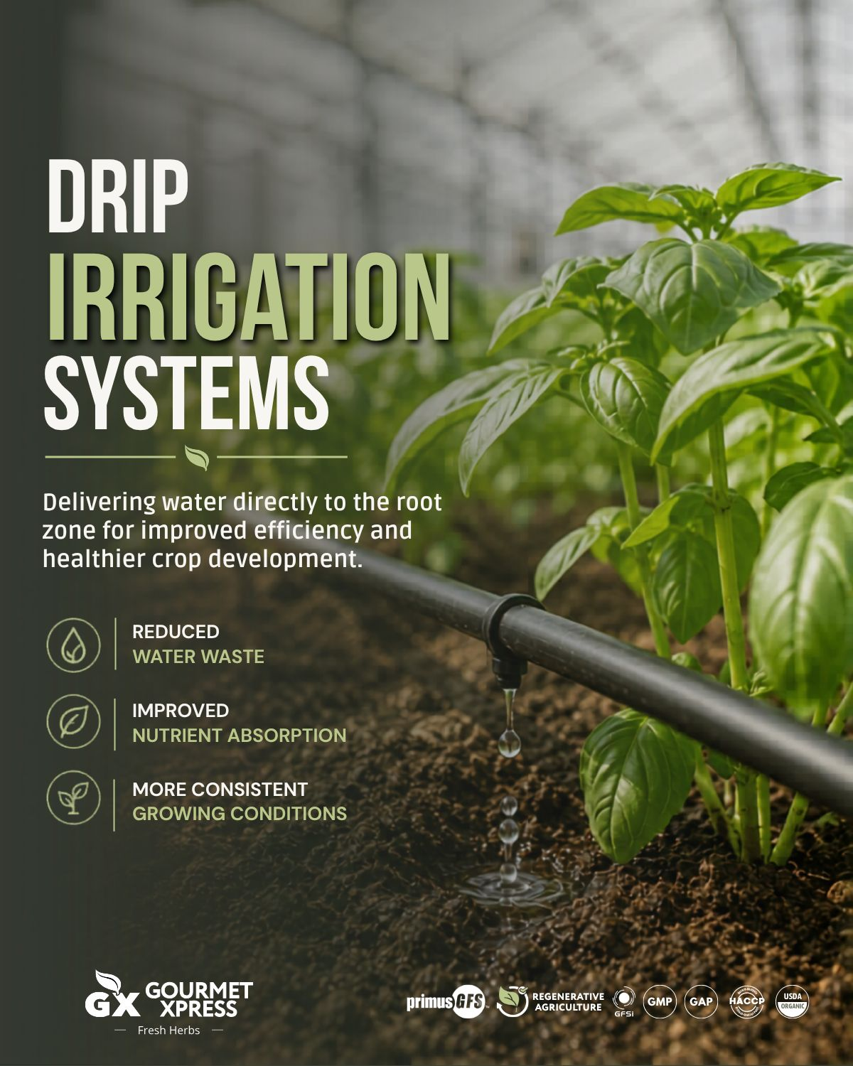Drip irrigation delivering water directly to the root zone
