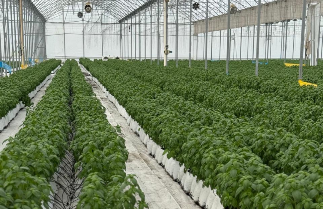 Basil cultivation in our greenhouse