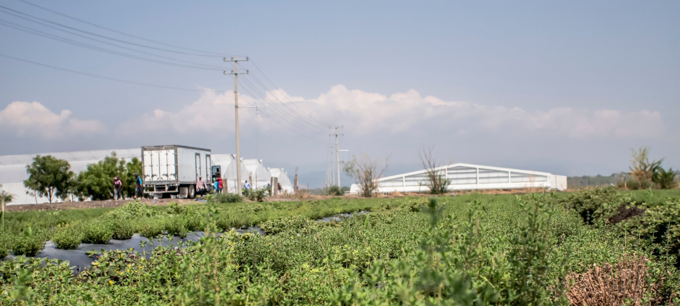 Herb fields and greenhouses at a Gourmet Xpress farm