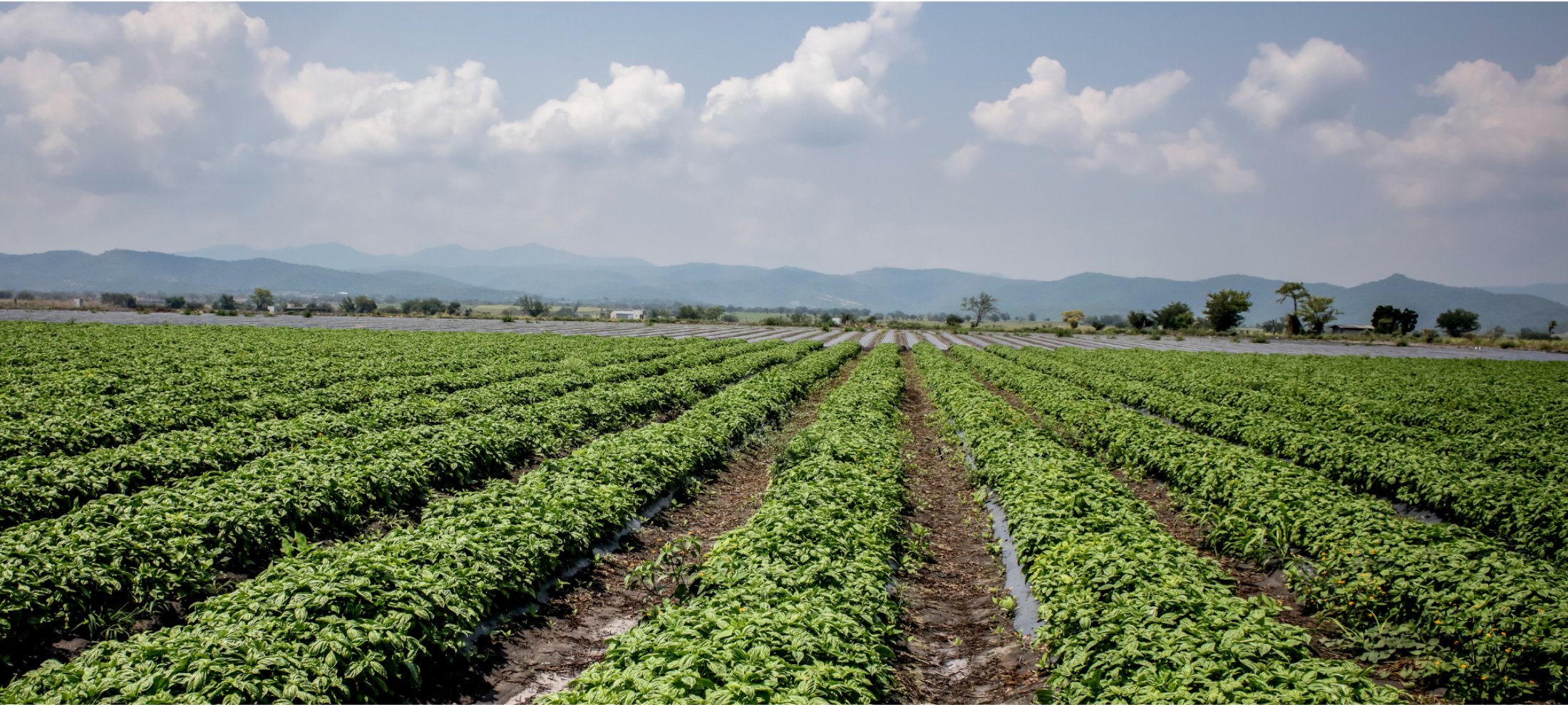 Basil field at a Gourmet Xpress farm