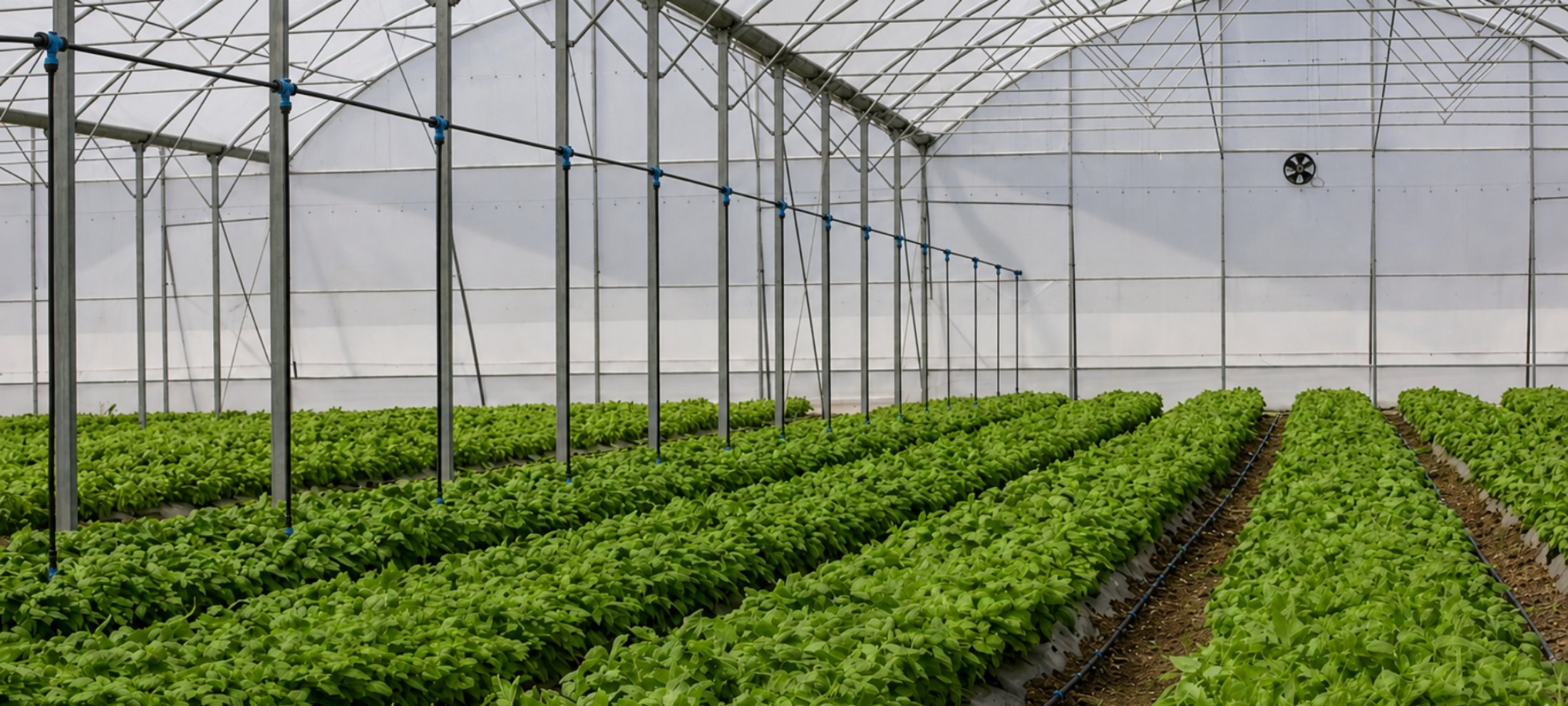 Basil growing inside a Gourmet Xpress greenhouse