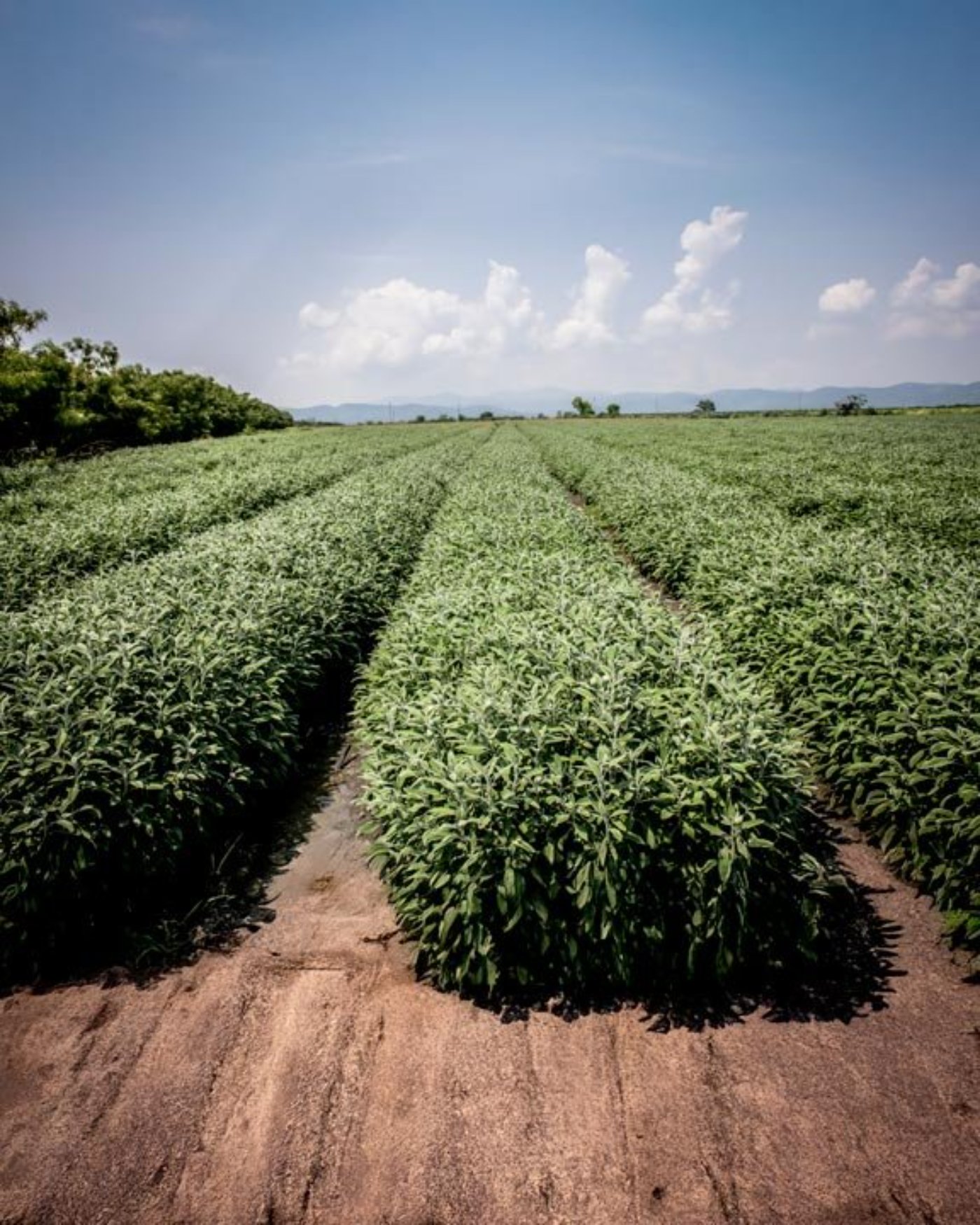 USDA Organic certified fresh herbs grown under regenerative practices