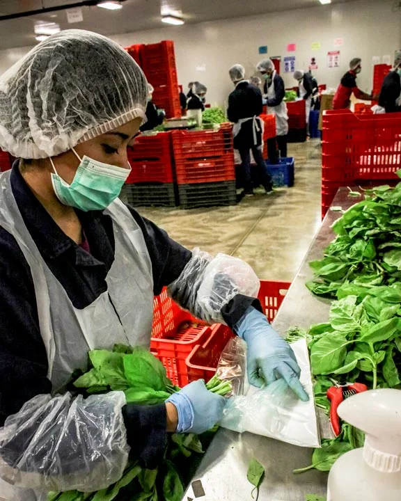 Packing fresh basil at our Texas facility