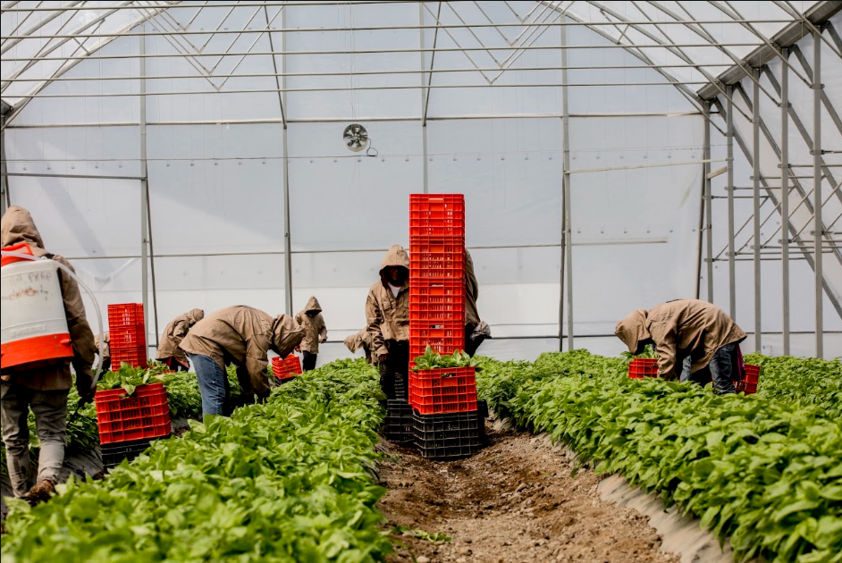 Workers harvesting basil in our greenhouse