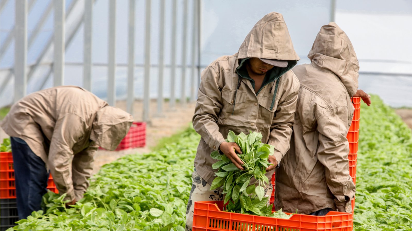 Gourmet Xpress workers harvesting